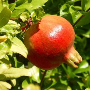 granada, granado, autumn fruit, lean