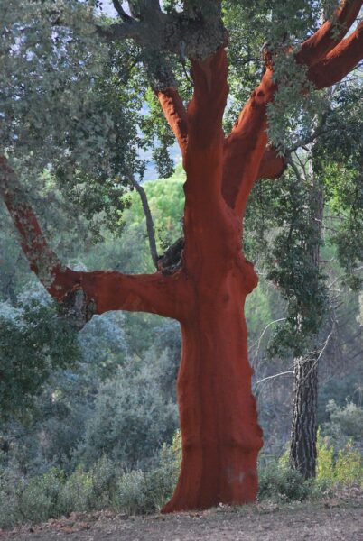 cork oak, red, cortex, cork, cork oak, cork oak, cork oak, cork oak, cork oak