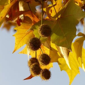 leaves, maple-leaved plane tree, bastard sycamore, common plane tree, hybrid plane tree, london plane tree, platanus hispanica, nature, sycamore, platanaceae, golden, bright, sun, backlighting, multicoloured, coloured, colorful, tree, branch, autumn forest, maple, fruit
