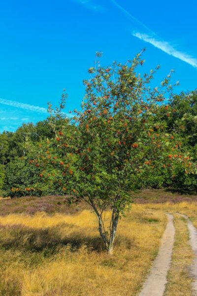 Lone rowan tree beside a dirt path in a sunny summer landscape in Wildeshausen.