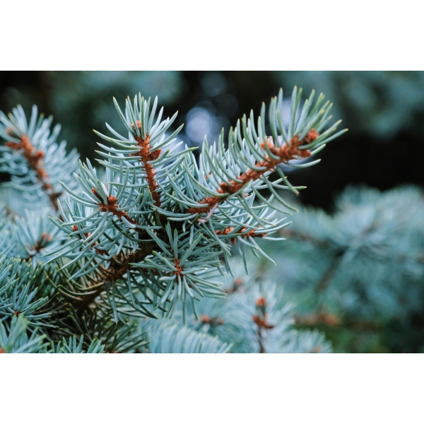Detailed image of blue spruce needles showcasing natural beauty in a garden setting.