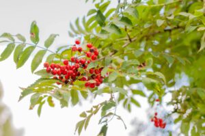 A close-up view of bright red rowanberries among lush green leaves, capturing nature's vivid colors.