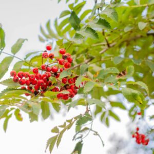A close-up view of bright red rowanberries among lush green leaves, capturing nature's vivid colors.