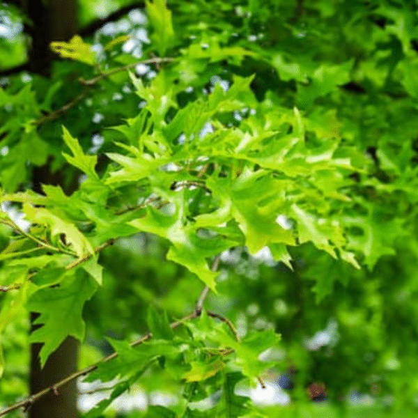 Roble palustre americano (Quercus palustris)
