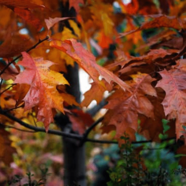 Roble palustre americano (Quercus palustris) - Imagen 2