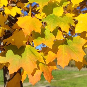 Arce Noruego (Acer platanoides)