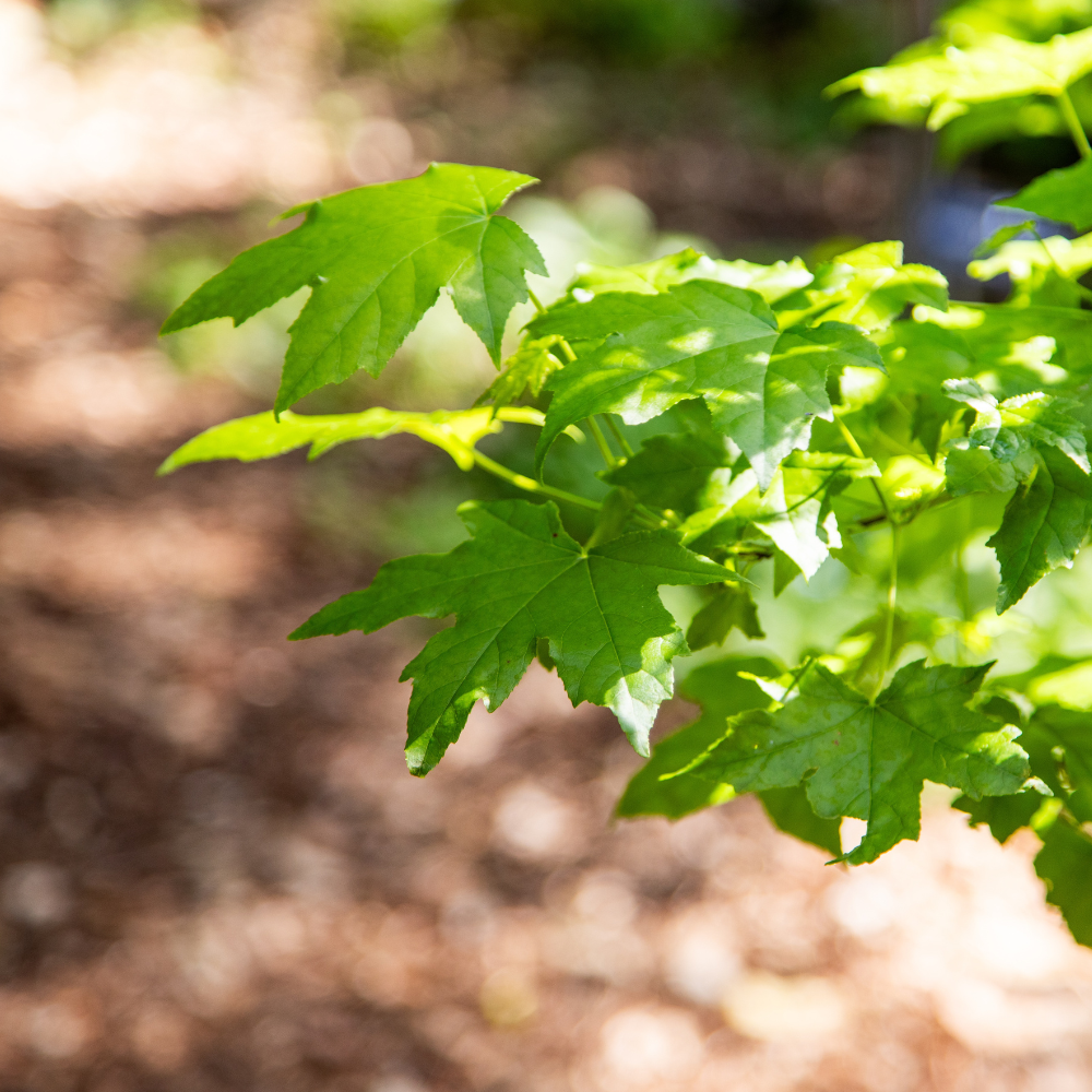 Arce Noruego (Acer platanoides)