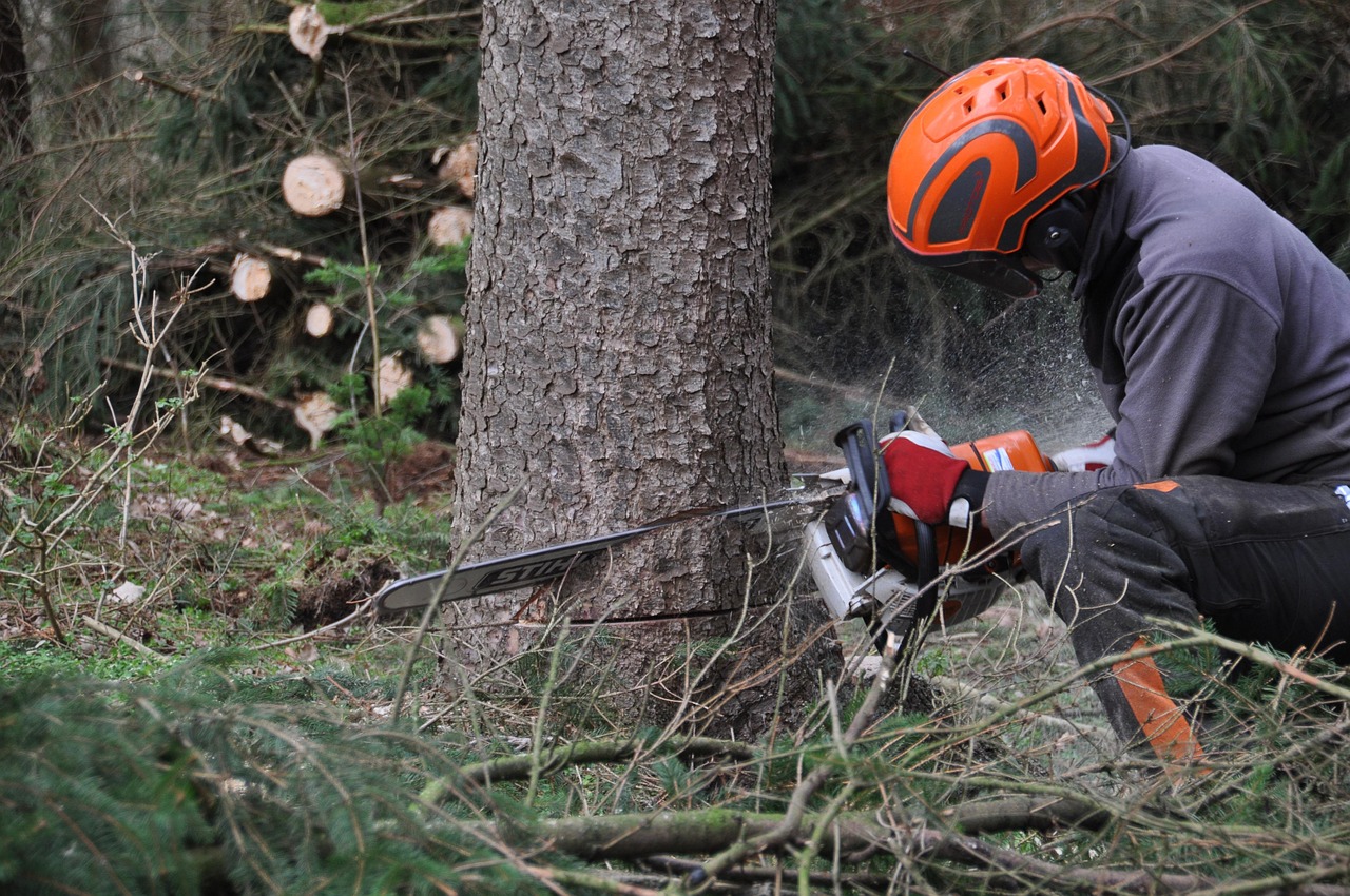 forest, duration, forest work, nature, tree, wood, woody, felling, saw, workers, chainsaw