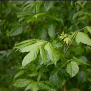 Arce Negundo (Acer negundo)