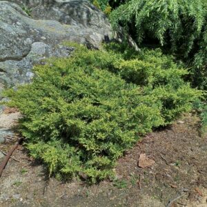 Enebro rastrero (Juniperus horizontalis)