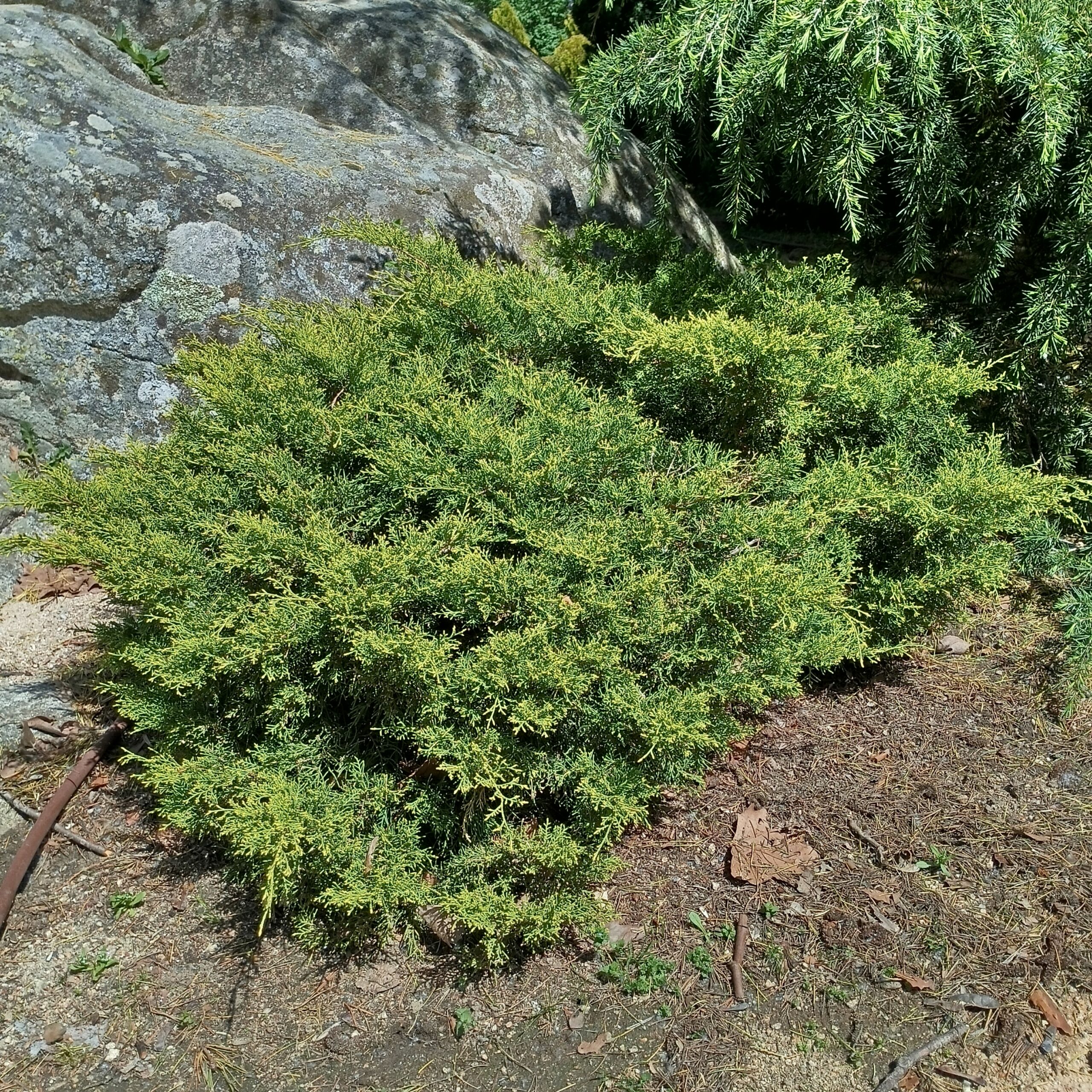Enebro rastrero (Juniperus horizontalis)