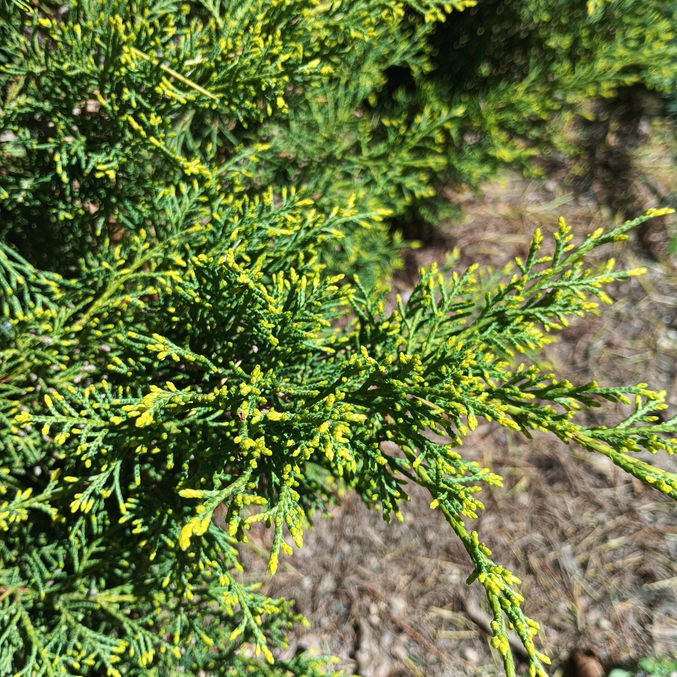 Enebro rastrero (Juniperus horizontalis) - Imagen 2