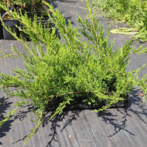 Enebro rastrero (Juniperus horizontalis)