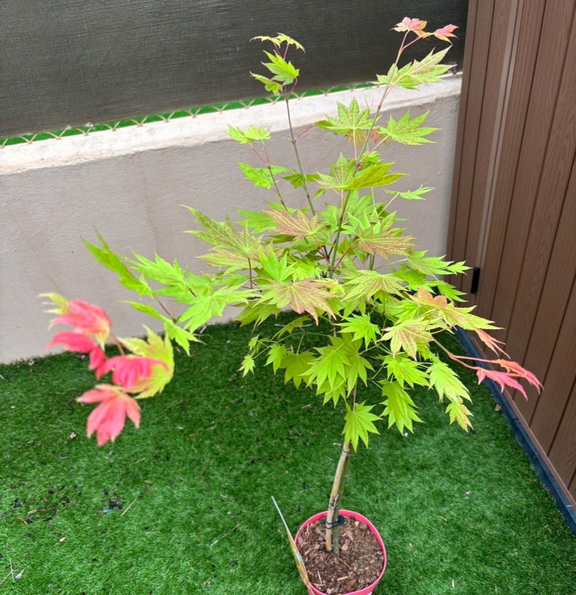 Arce shirasawanum moonrise (Acer shirasawanum moonrise) - Imagen 2