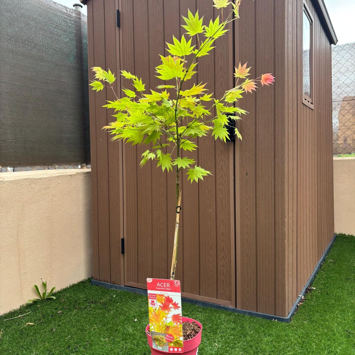 Arce shirasawanum moonrise (Acer shirasawanum moonrise)