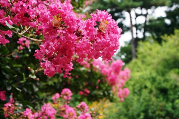barberry, white crimson tree, mokbaekilhong, beautify, grape myrtle, lagerstroemia indica, lagerstroemia indica, lagerstroemia indica, lagerstroemia indica, lagerstroemia indica, lagerstroemia indica
