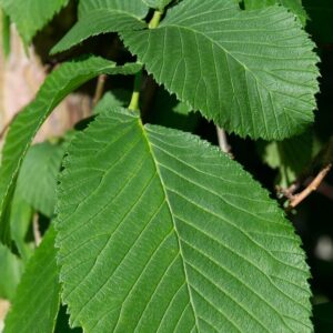 leaf, green, elm, hanging elm, green leaf, nature, close up, leaf structure, leaf veins