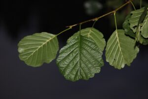 alder, night, twig leaves, alder, alder, alder, alder, alder