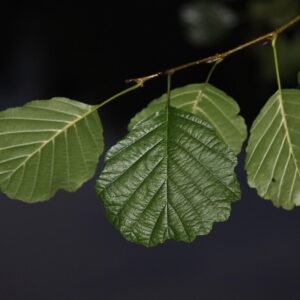 alder, night, twig leaves, alder, alder, alder, alder, alder
