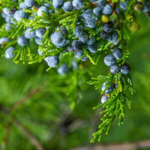 Vivid close-up of juniper berries hanging from lush green branches in natural setting.