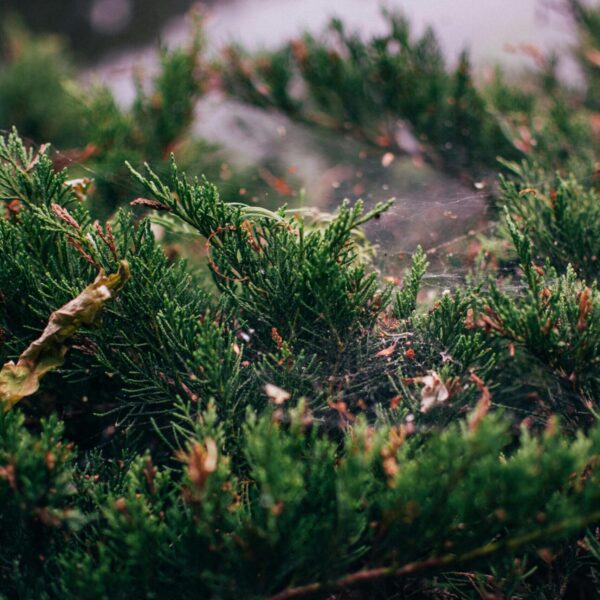Macro shot of green juniper bushes, showcasing spider webs for a natural, earthy feel.