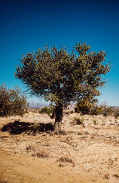 A solitary juniper tree stands in a dry, rural desert under a clear blue sky.