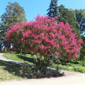 Bright pink tree blooming in a sunny park setting, surrounded by greenery.