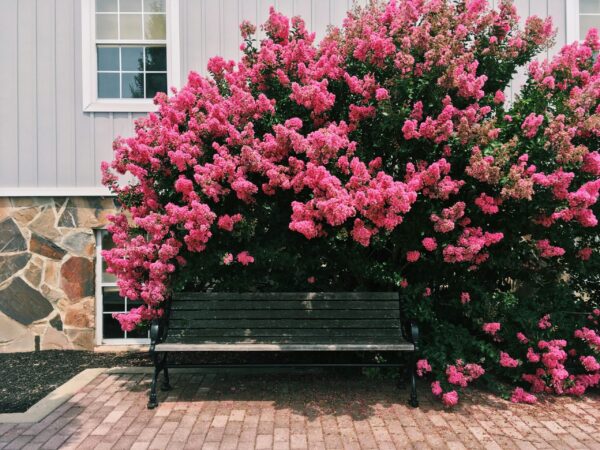 A serene park bench surrounded by vibrant pink crepe myrtle flowers in Gettysburg, PA.