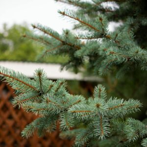 A detailed view of spruce tree branches with conifer needles in a garden.