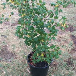 Arce de Montpellier (Acer monspessulanum)