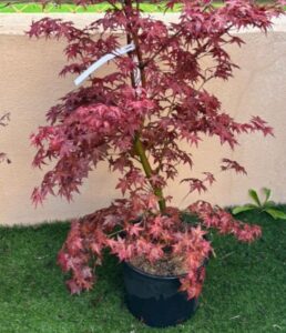 Arce Beni Maiko (Acer Beni Maiko)