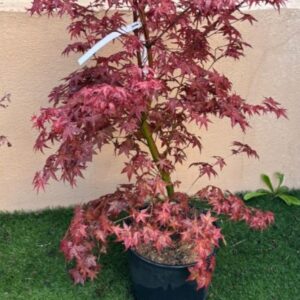 Arce Beni Maiko (Acer Beni Maiko)