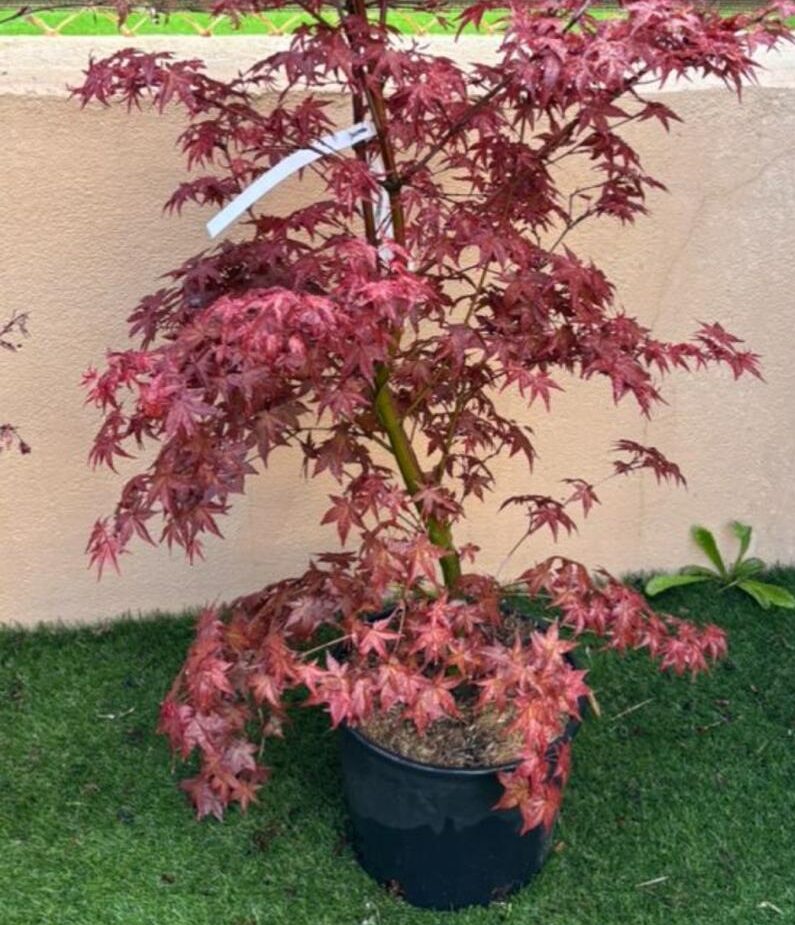 Arce Beni Maiko (Acer Beni Maiko)