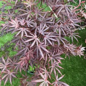 Arce Trompenburg (Acer Trompenburg)