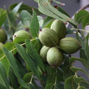 walnut, nogales, nogalera, pecan pie, tree, fruit, acorn, ball, green, nature, organic, immature, vegetarian, nut, nuts, green leaves