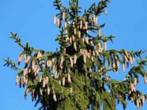 spruce cones, tap, tree, nature, conifer, common spruce, picea abies, red spruce, spruce, picea, pinecone