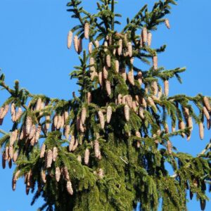 spruce cones, tap, tree, nature, conifer, common spruce, picea abies, red spruce, spruce, picea, pinecone