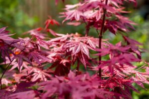 acer, acer palmatum, maple, tree, colorful, nature, foliage, acer, acer, acer, acer, acer palmatum, acer palmatum, acer palmatum, acer palmatum, acer palmatum