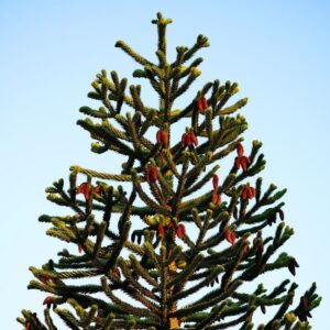 araucana, tree, araucaria, araucaria araucana, chile pine, chile fir, snake tree, nature, shed fir, monkey puzzle tree, chilean schmucktanne, araucarias, araucaria family, araucariaceae