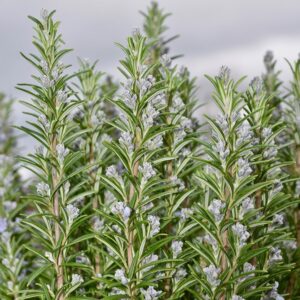 rosemary, salvia rosmarinus, aromatic plant, medicinal plant, rosemary in flower, shrub lamiacea, nature, garden, rosemary, rosemary, rosemary, rosemary, salvia rosmarinus, salvia rosmarinus, salvia rosmarinus, salvia rosmarinus, salvia rosmarinus