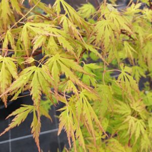 Acer Palmatum Orange Lace (Arce Orange Lace)