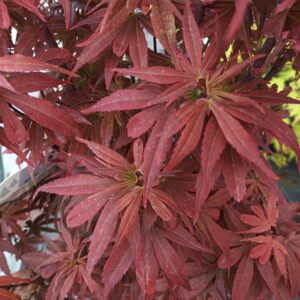 Arce Skeeters Broom (Acer Skeeters Broom)