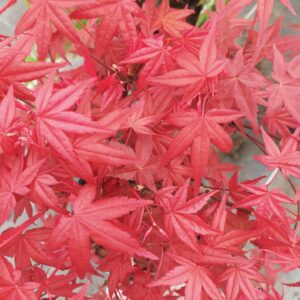 Arce Beni Maiko (Acer Beni Maiko)