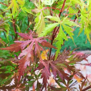Acer Palmatum Orange Lace
