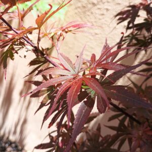 Arce Skeeters Broom (Acer Skeeters Broom)