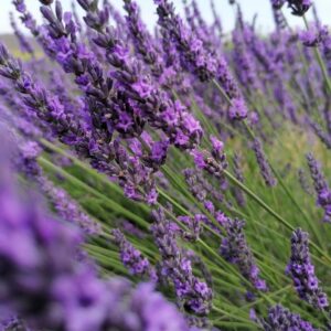 lavander, lavander field, french, purple flower, good smell, fun, sunny, bees, flora, lavander, lavander, lavander, lavander, lavander