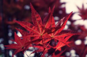 Close-up of vibrant red Japanese maple leaves, capturing autumn beauty.
