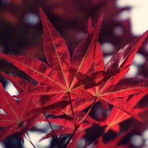 Close-up of vibrant red Japanese maple leaves, capturing autumn beauty.