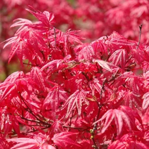 Arce palmatum Shindeshojo
