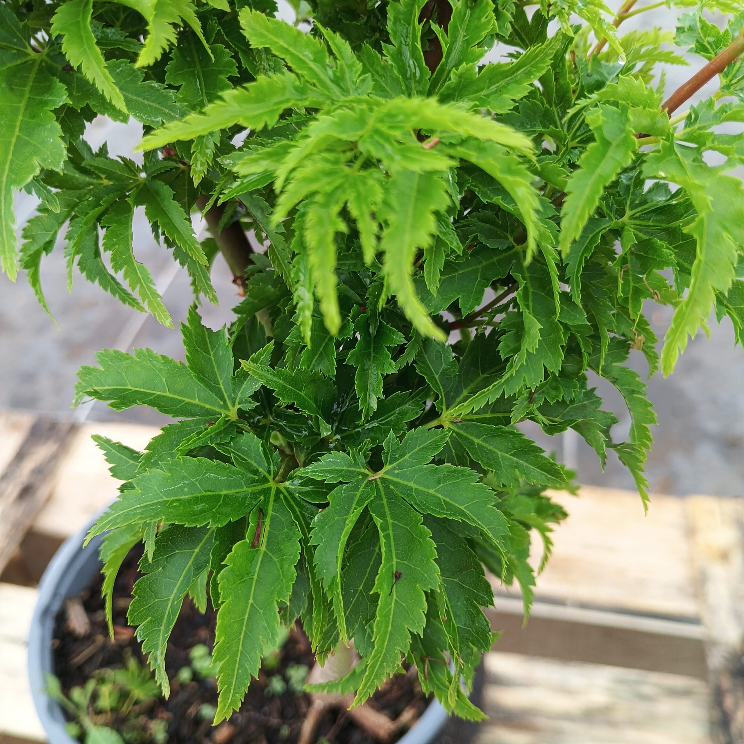 Arce Shishigashira (Acer Shishigashira) - Imagen 4
